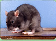 rat control Bracknell Forest