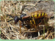 wasp control Bracknell Forest